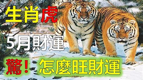 2023屬虎每月運勢|2023年屬虎人的全年運勢詳解 兔年生肖虎每月運勢運程